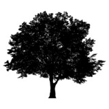 Fototapeta Dinusie - Silhouette of tree