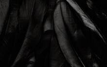 Black Bird Fethers Textured Background