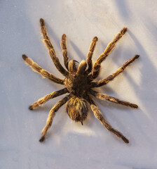 Wall Mural - Big spider on the wall in the sun
