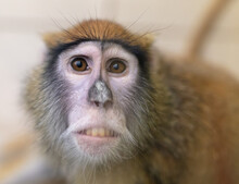 Monkey Portrait In The Zoo.