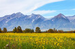 Buryatia. Tunka foothill valley. View of Eastern Sayan Mountain range from a field of blooming yellow rapeseed on a sunny summer day. Beautiful rural landscape. Concept summer travel and agritourism