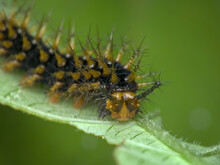 Closeup Face Of Caterpillar On The Leaf
