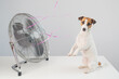 Jack russell terrier dog sits enjoying the cooling breeze from an electric fan on a white background.