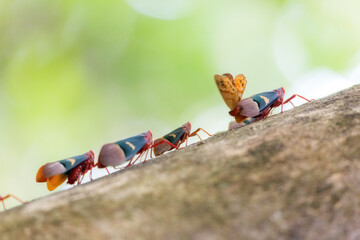 Canvas Print - Beautiful Fulgorid Planthopper Lantern bug (Scamandra thetis) in the Tangkoko nature reserve on the Indonesian island of Sulawesi, during a ecotourism jungle hike 