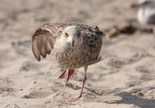 Young Seagull At The Beach On One Leg