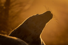 Grey Seal Pup (Halichoerus Grypus) With The Sun Rising Behind Its' Head