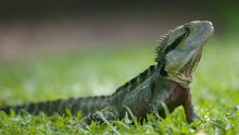 Close Shot Eastern Water Dragon Sitting On Grass, Blurred Background