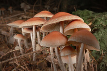 Group Of Mushrooms Growing In The Wood