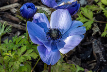 Anemone Coronaria 'Hollandia' A Spring Flowering Bulbous Plant With A Blue Springtime Flower,  Stock Photo Image
