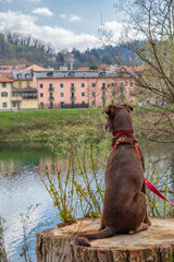 Chocolate colored dog sitting on a log looking at the river. Spring day. in the background green plants and colored houses that are reflected in the river.