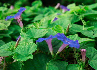 Poster - Moonflowers in a bloom.