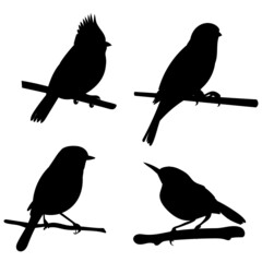 Wall Mural - bird on a branch set silhouette, isolated on white background vector