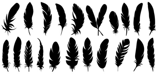 Poster - bird feather set silhouette, isolated on white background vector