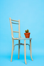Cactus On Chair In Studio