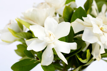 Wall Mural - Cape jasmine or garden gardenia, gerdenia flower