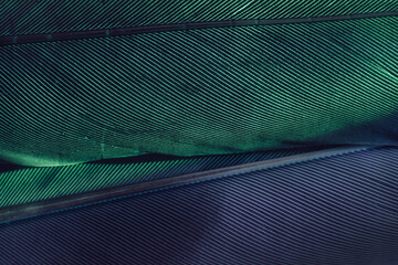 Aufkleber - Close up Beautiful Bird feather background pattern texture for design. Macro photography view..