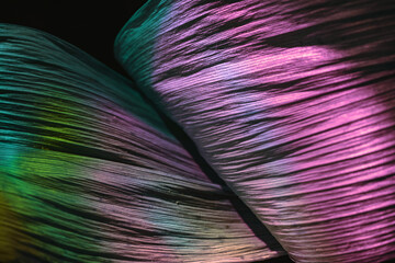 Aufkleber - Close up Beautiful abstract leaf in colourful  neon light. Minimalism modern style concept. Dark Background pattern for design. Macro photography view.