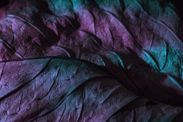Aufkleber - Close up Beautiful abstraction  leaf texture in multicoloured neon light. Minimalism retro style concept. Background pattern for design. Macro photography view.