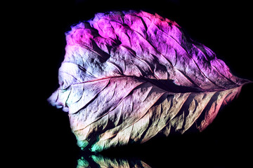 Aufkleber - Beautiful abstract leaf in neon light. Minimalism modern style concept. Background pattern for design.