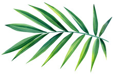 Watercolor Tropical Leaf On White Background, Green Plant