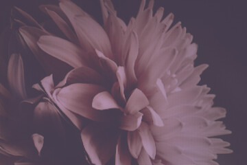 Poster - Beautiful yellow flower on a magic shine background. Macro photography view. Close-up of pixel.