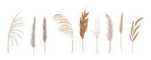 Vector Set Of Pampas Grass. Beautiful Pastel Wild Grass. Vector Illustration Of Boho Plants. Collection Of Floral Elements. Stylish Flat Elements For Your Design Isolated On White Background