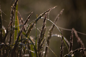 Wall Mural - Grass at dawn in drops and in cobwebs. Natural background of wild plants. Morning light.