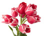 Big bouquet of tulips isolated on white background