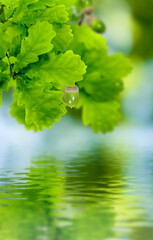 Wall Mural - Image of oak leaves over the water.