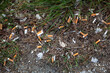 Cigarette butts pollution on floor in public park