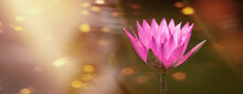 Pink Water Lily In Pond Under Sunlight. Blossom Time Of Lotus Flower	
