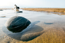A Young Dog Plays In Pools Of Water At The Beach
