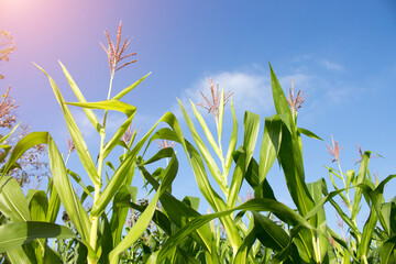 Wall Mural - Organic corn planted in the garden with bright morning sunlight