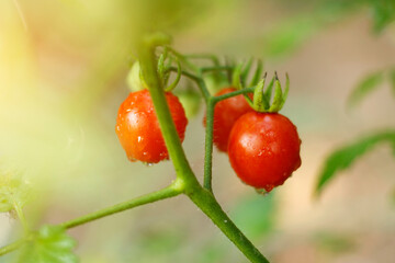 Wall Mural - Fresh red tomatoes in the organic garden are ready for harvest