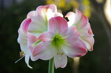 アマリリスの花