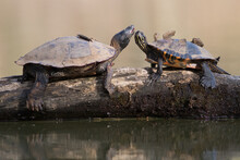 Two Turtles On A Log