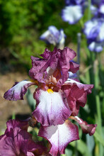 Tall Bearded Iris Crinoline