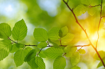 Wall Mural - Green leaves plants on sun in nature