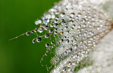 Dandelion closeup in dew and sunligh