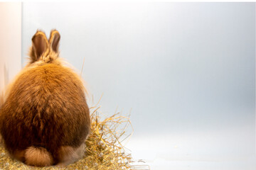 a pet rabbit on a blue background. photo of a rabbit from behind
