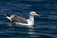 Seagull In The Deep Blue Sea Background