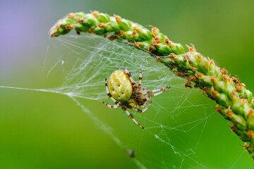 Macro photo of spider