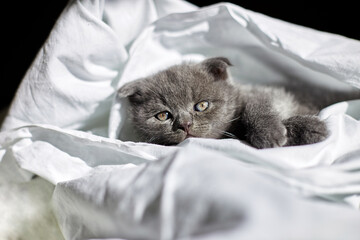 Wall Mural - Cute british gray kitten on the bed at home, funny cat  looking into the camera. Love animals, pet.