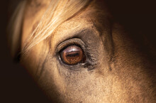 Palomino Horse Eye On A Dark Background. Horse Stress