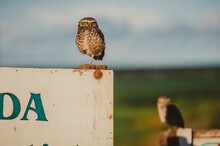 Two Owls Perched On A Fence, Blue Sky, Farm
