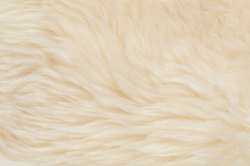 Wall Mural - beige fluffy wool texture background. white natural fur texture. close-up for designers
