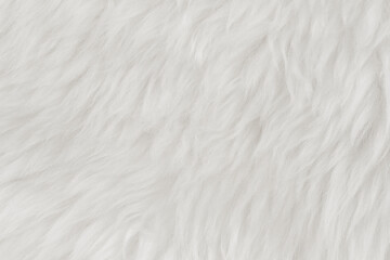 Wall Mural - White fluffy wool texture background. natural fur texture. close-up for designers