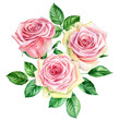 Flora design elements. Bouquet of beautiful roses, watercolor flowers on an isolated background. 