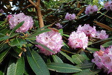 Large Flowered Lilac Rhododendron Rex In Flower.