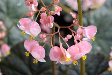 Dainty Pink Begonia ÔBlack RaspberryÕ In Flower..